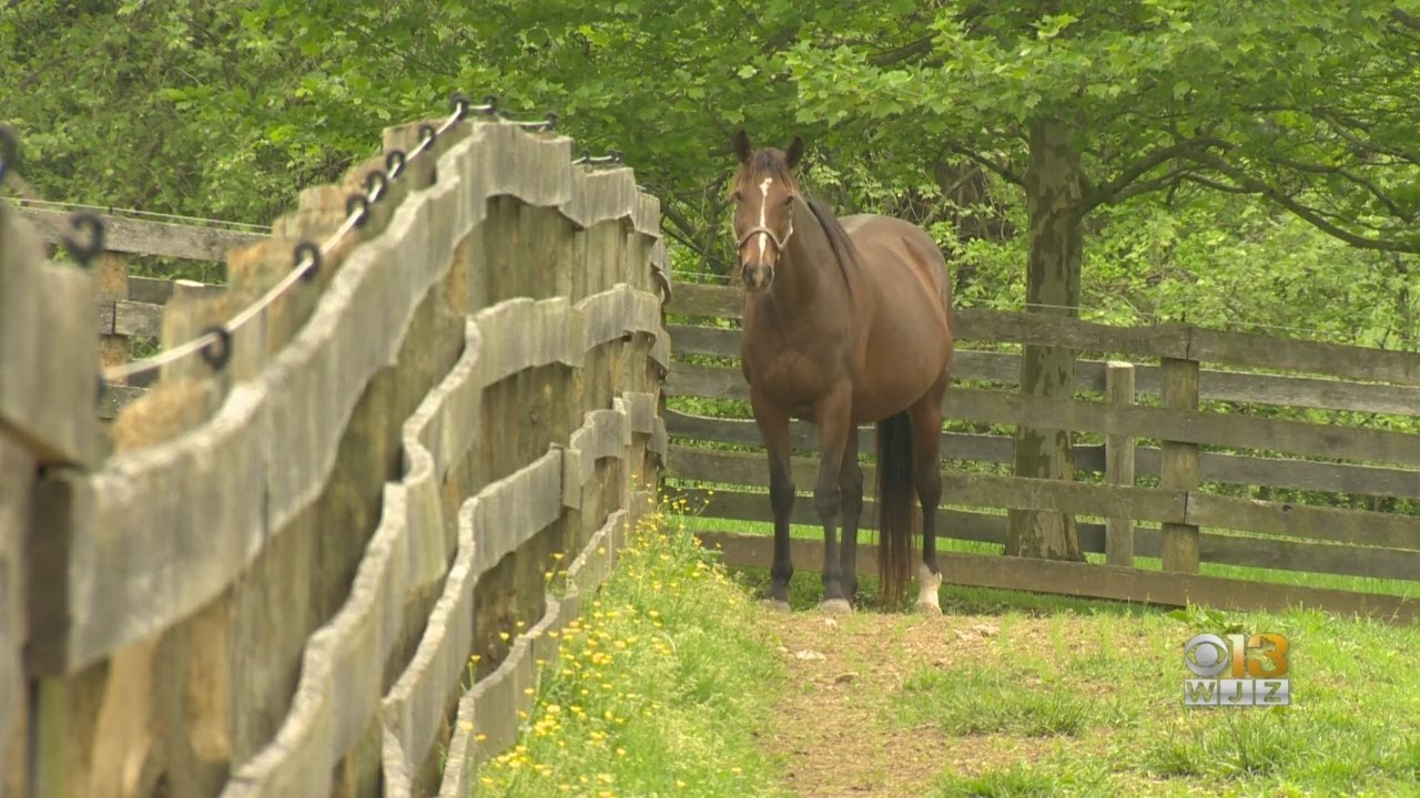 assessment in field trip thoroughbred farm