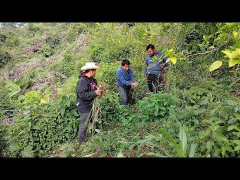 ✅️😃Asi fuimos entre la milpa a cosechar cebollines 