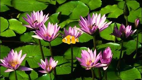 Kizoa Video Maker: Demo Video