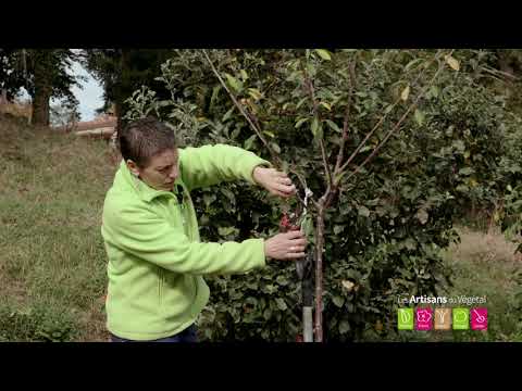 Vidéo: Cerisiers de la zone 5 : Conseils sur la culture des cerisiers dans la zone 5