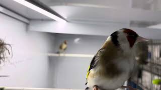 Stieglitz Major Goldfinch Breeding Time - Weißkehle (White Throat)