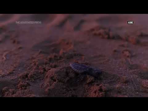 Associated Press: Endangered baby turtles released at Australian beach