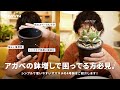 アガベの鉢増しでお困りの方必見！最適な鉢見つけちゃいました｜agave｜チタノタ｜実生
