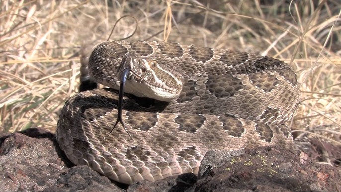 OMGFacts - The Western Hognose Snake plays dead when threatened