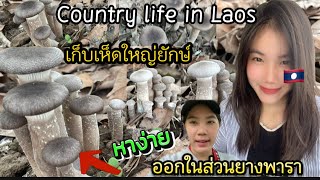 เก็บเห็ด🍄‍🟫ใหญ่ออกในส่วนยางพาราหากินง่ายมากในชนบท🇱🇦 country life in Laos