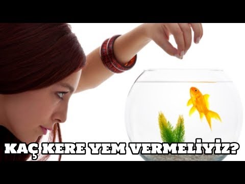 Video: Çocuğunuza Balık Nasıl Verilir