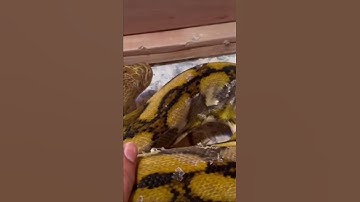 #reticulatedpython #snake #python#reptiles #animals