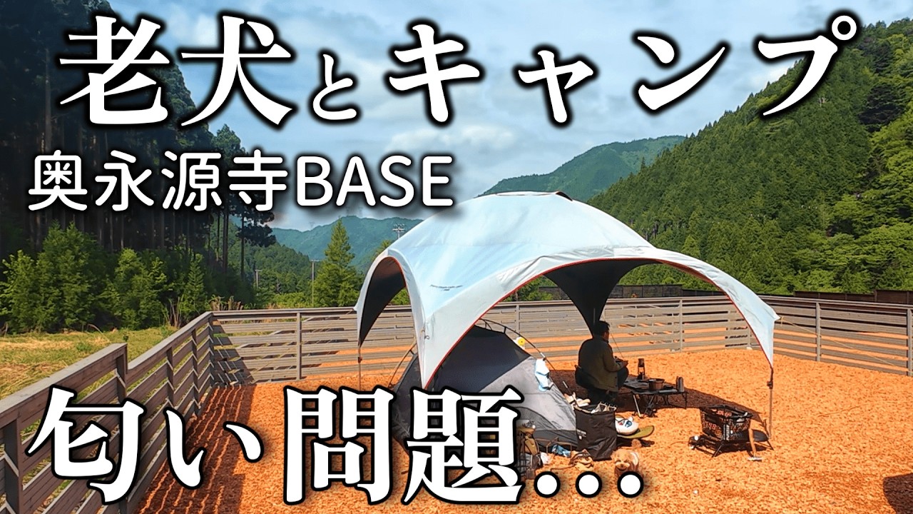 Кемпинг с моей собакой, Коулман, уютный кемпинг Coleman Party Shade, японский рамен