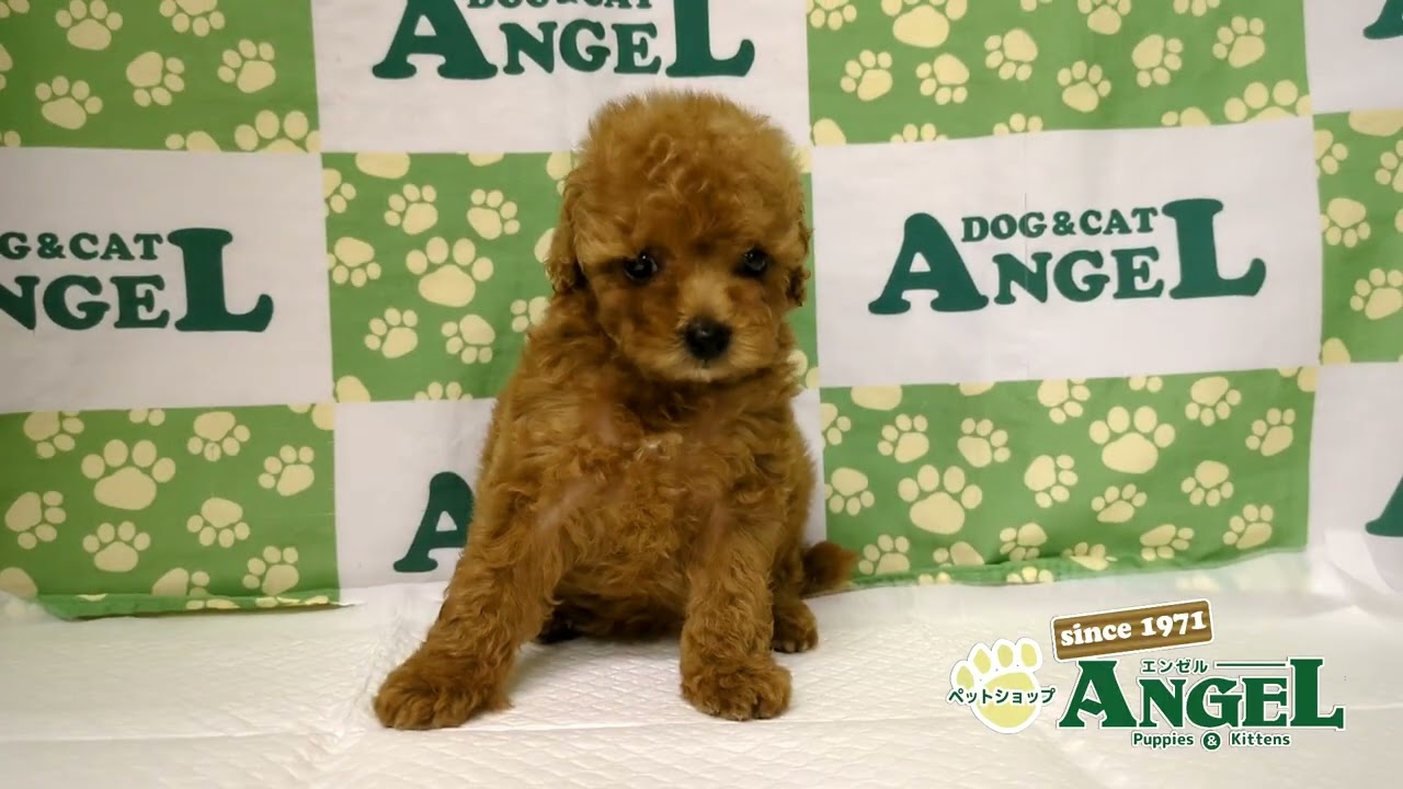ぷーどる様 トイプードル 2604120 【ペットショップエンゼル 子犬・子猫販売