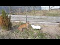 Есть ли дружба между КОТОМ и КРОЛИКОМ ? / Калифорнийский кролик Ромео и мейн кун Барон / Мари Мистик