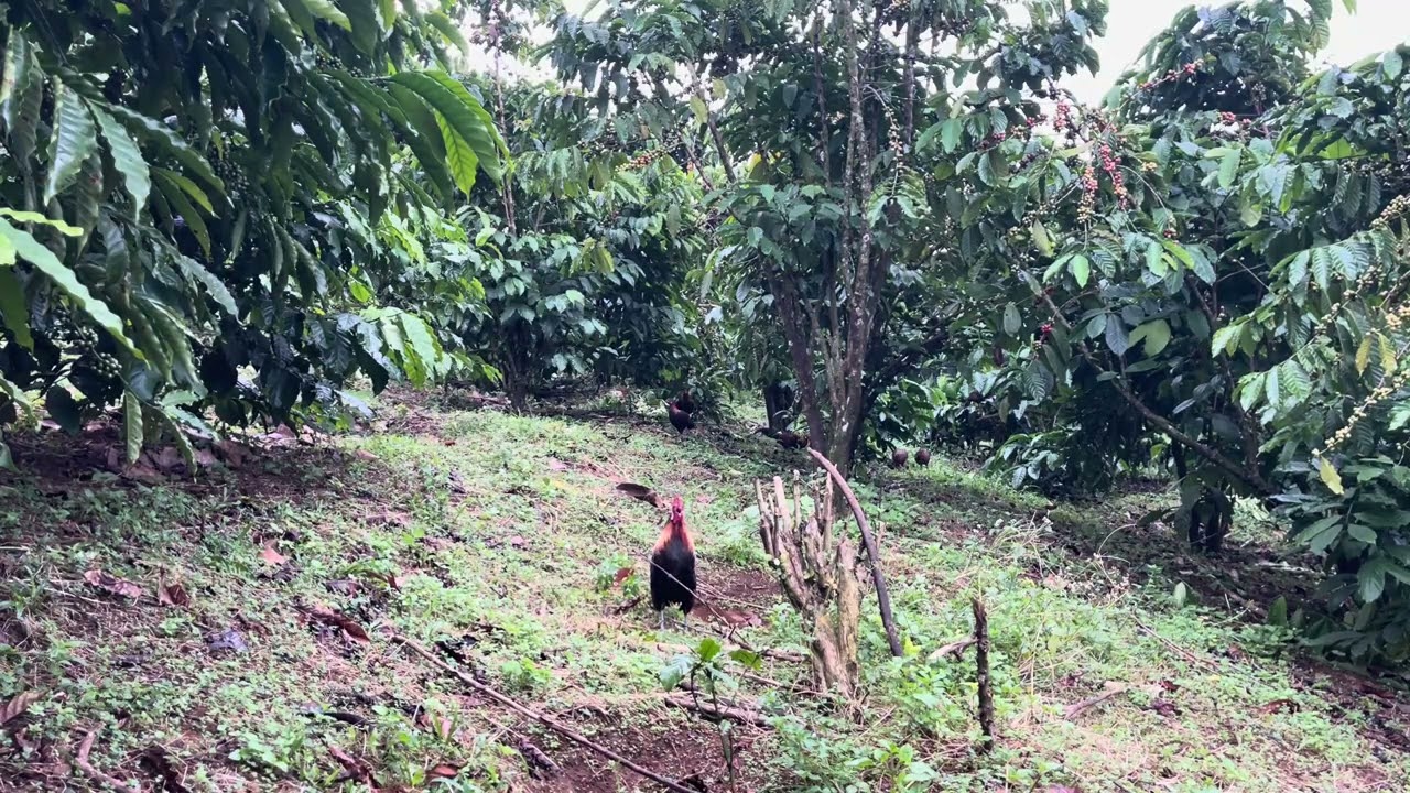 Bẫy gà rr hay nhất 15/10/2025 liên hệ 0978802453 hoặc 0829218251