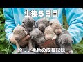 生後５日目の赤ちゃんの様子【ノーブルシェパード/ウルフドッグ】