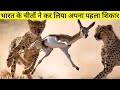 Finally India मे लाए गए चीतों ने अपना पहला शिकार कर ही लिया। Cheetah hunting in Kuno National Park