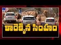 Lion climbs on top of car full of tourists at safari park goes viral