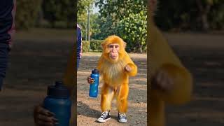 Jab Monkey ne Churaya Wi-Fi Aunty ka Hotspot! 🤣📶