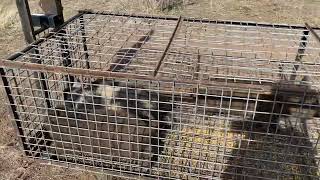 Wild pigs caught in Raccoon trap again. @djcrash1104