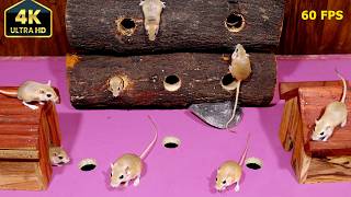 Ultimate Cat TV Mouse! Real Mice Running, Climbing & Hiding | Video for Cats | 4K 60FPS