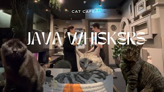Celebrity JAVA WHISKERS! CAT CAFE 🐈‍⬛🐈‍⬛ Profile