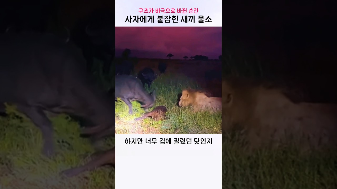 새끼를 구하려던 물소의 실수