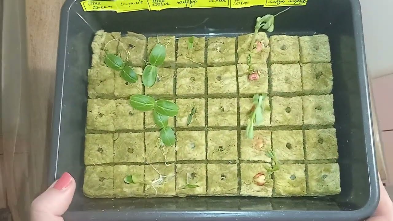 Гідропонне вирощування розсади. Експерементальний метод  з результатом.