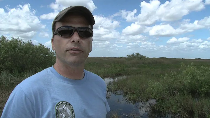 Hog wild on Holey Land and Rotenberger WMA's