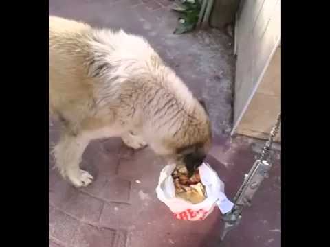 تصویری: چگونه سگ ها راه خود را به خانه فرسنگ ها دور می کنند