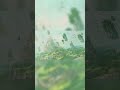 Feenstaub Lyric Video Teaser