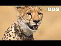 Cheetahs on a dangerous wildebeest hunt  dynasties ii  bbc