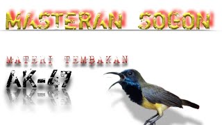 TOP MATERI ! Masteran sogon tembakan ak-47