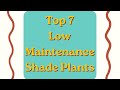 Top 7 Low Maintenance Shade Plants