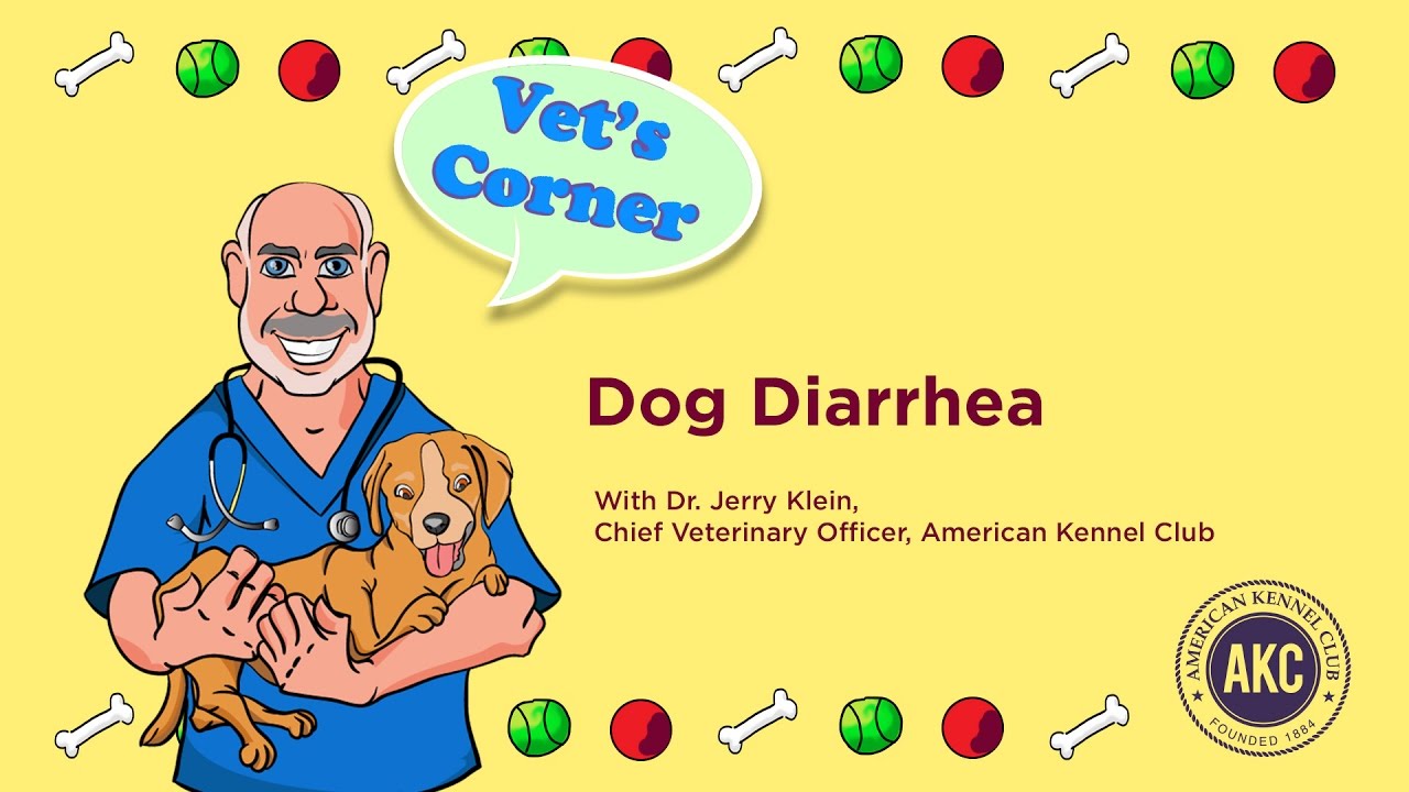 Dog Diarrhea | AKC Vet's Corner with Dr. Jerry Klein - YouTube
