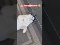 Важно Помнить!🤣 #shorts #viralvideo #funny #humor #cat #смешно #юмор #приколы #кот #шутки #хит