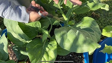 Cách chăm sóc rau giúp cây phát triển tốt vào mùa đông như ngò ôm, cần nước, bông cải xanh, cải rổ