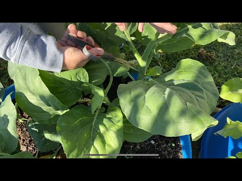 Video: Những cách tốt nhất để đông lạnh bông cải xanh cho mùa đông