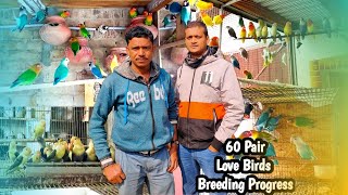 60 Pair Love Birds Sperate Cage Breeding Fram l Love Birds Breeding Progress Check #shyamal_Vlogs