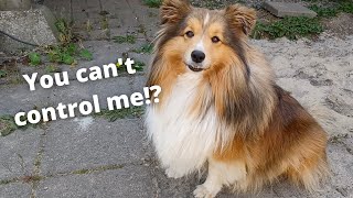 My Training Method for my Shetland Sheepdog