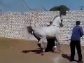 تدريب أدب الخيل