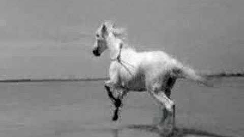 『赤い風船』『白い馬』予告編