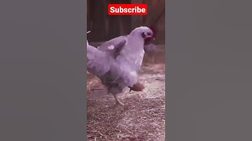 Chicken skills/#yt_short#youtube_shorts#shorts#animation#blender