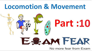 Biology Locomotion & Movement part 10 ( Sliding Filament theory) CBSE class 11 XI