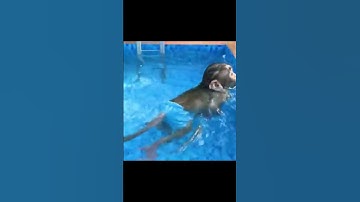 Monkey BiBi Swimming in the pool with Five little ducks