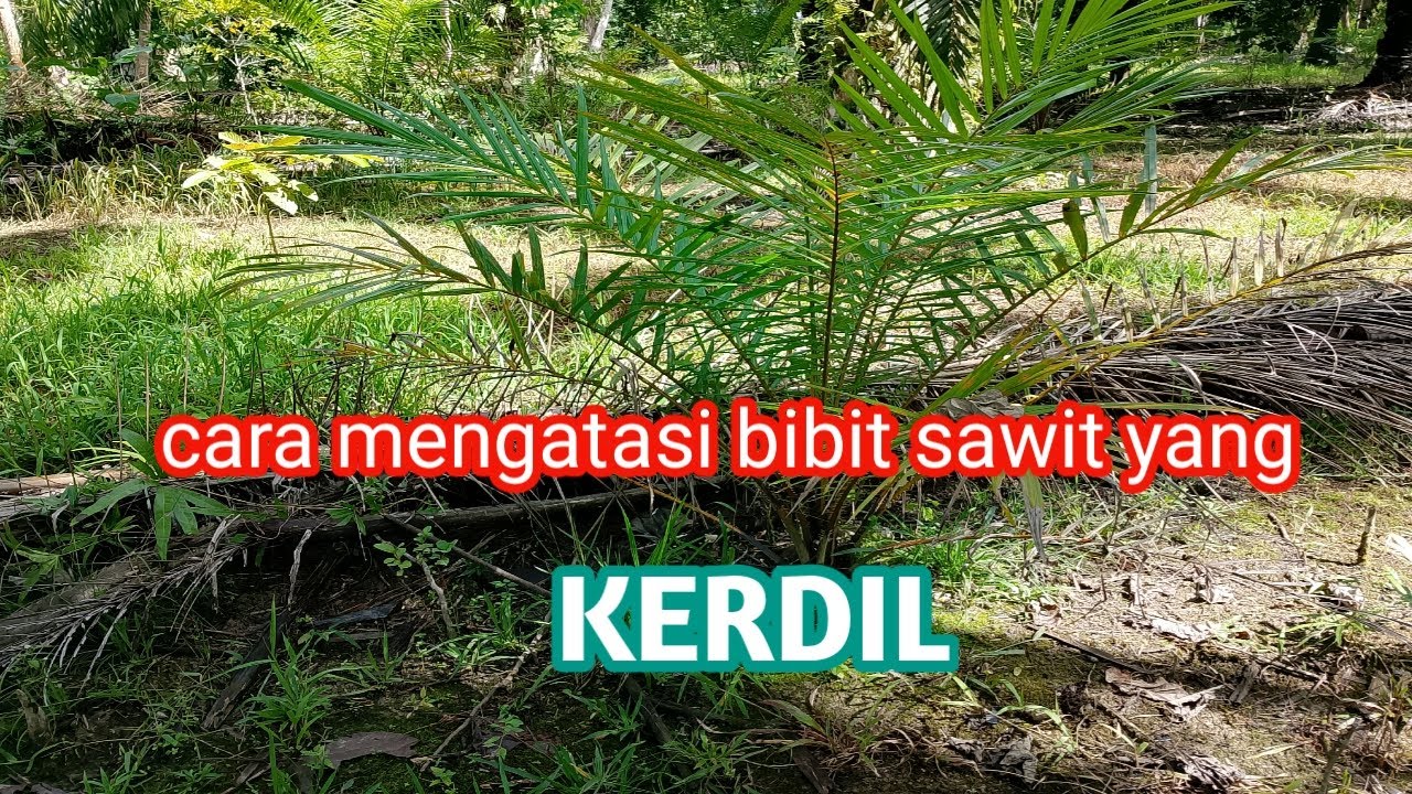 cara mengatasi bibit sawit yang kerdil