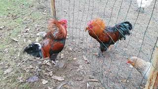 Coq marans pure race combat hiérarchique mais les oies on fait la loie