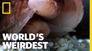 Killer Cone Snail | World's Weirdest