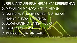 Complete Information and Facts about Praying Mantises