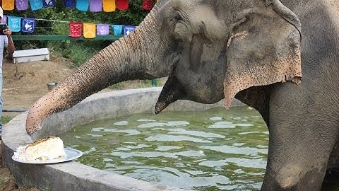 Raju the Elephant Celebrates One Year of Freedom With No Tears at His Sanctuary Home!