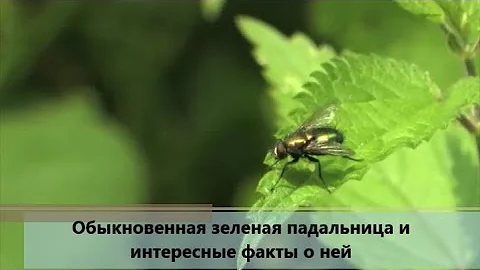 Обыкновенная зеленая падальница и интересные факты о ней