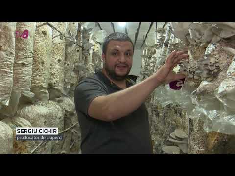 Video: Iepure Cu Ciuperci De Stridii