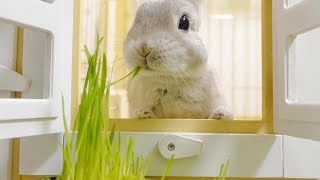 うさぎさん、夢のマイホームへお引越しするの巻