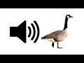 Goose Sound Effect ProSounds Goose Sound Effect ProSounds